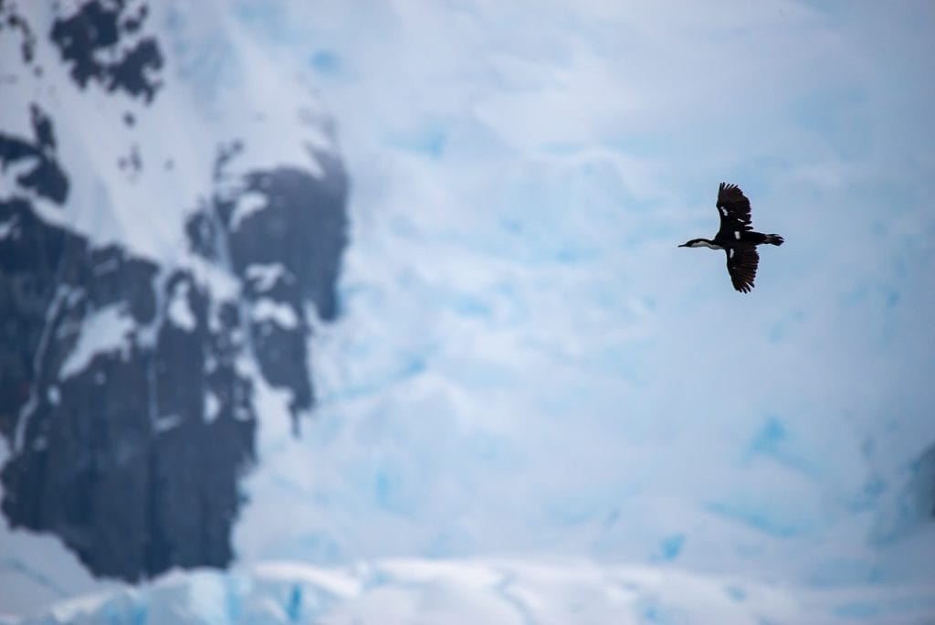 Antarctic shag