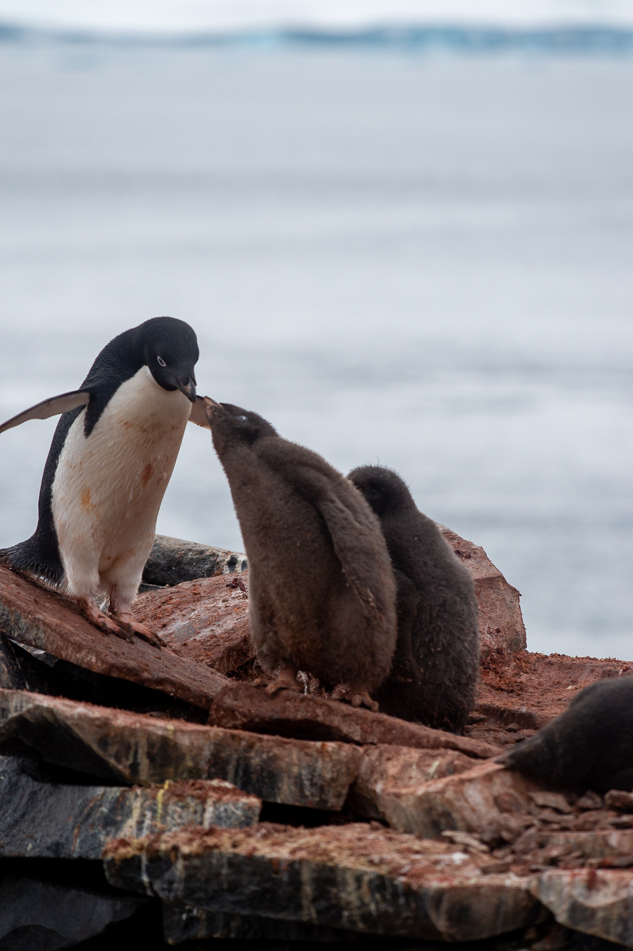 The family that eats together