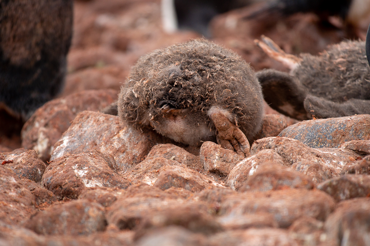 Camouflage in action