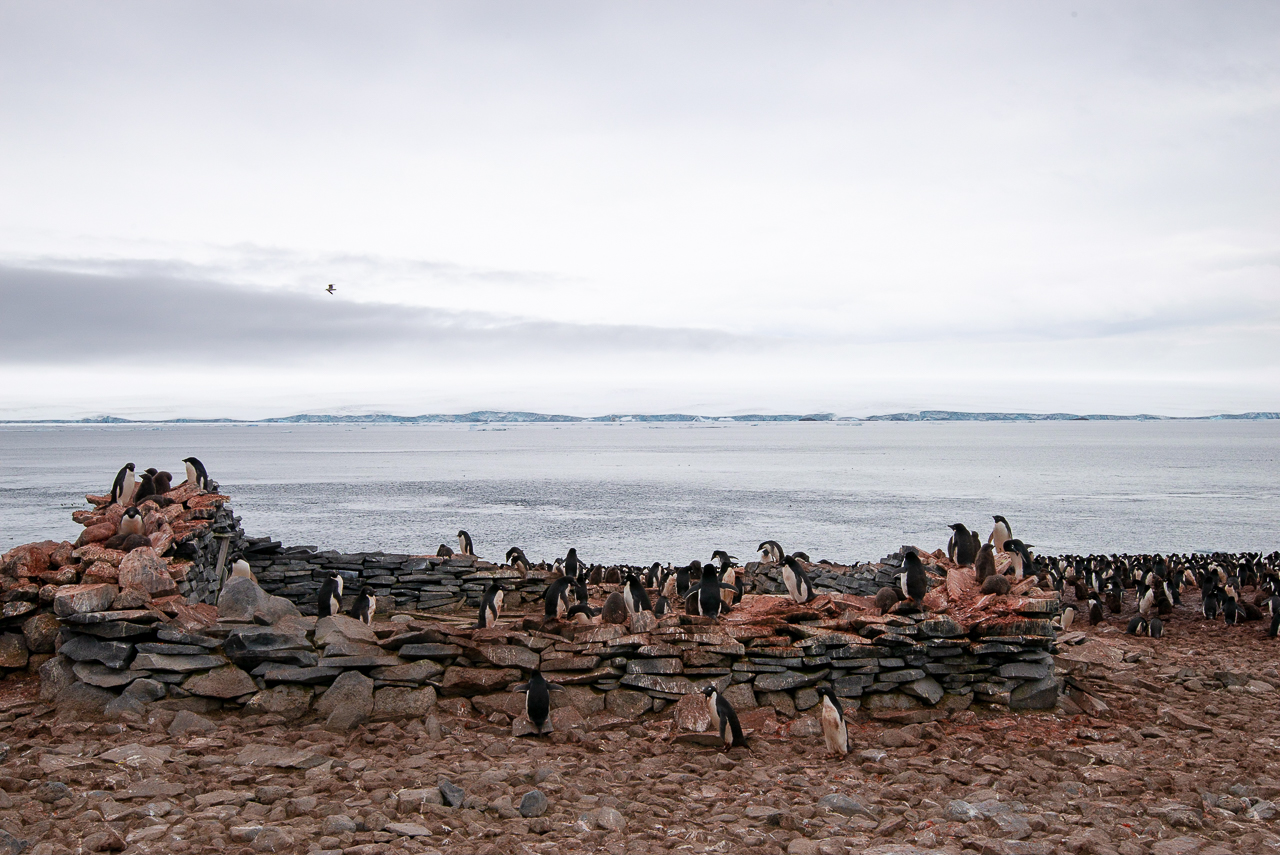 Penguins on Paulett Island