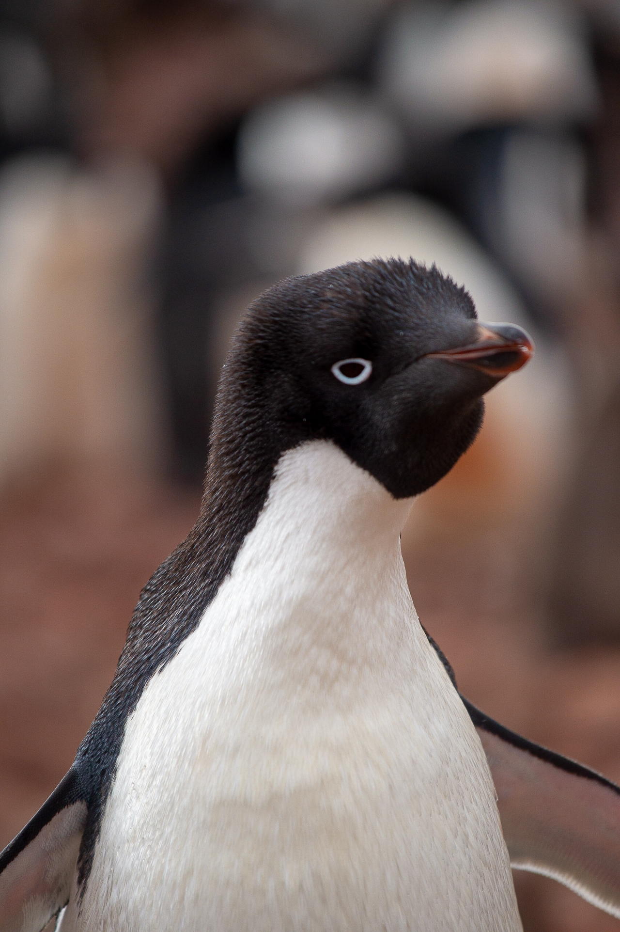 Penguin with attitude