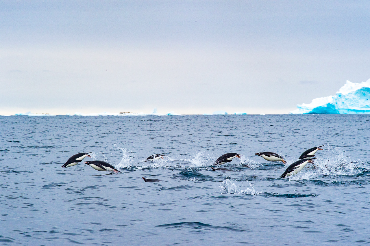 The penguins were right next to us in our Zodiac