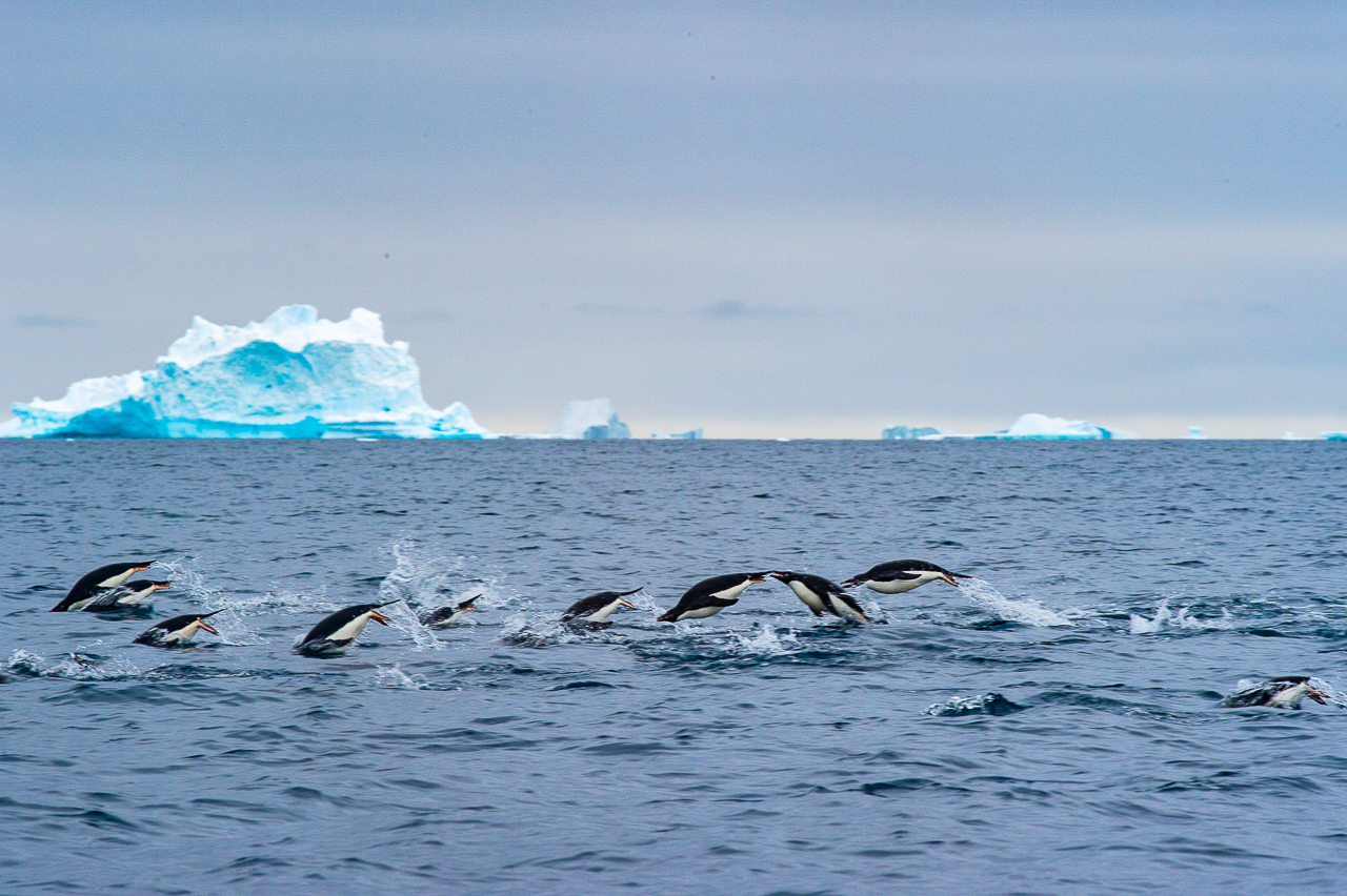 Penguins Porpoising