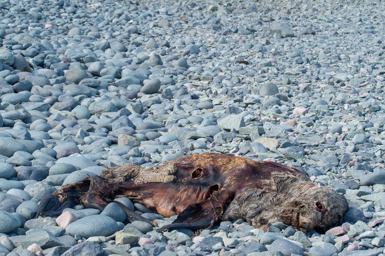 Seals!