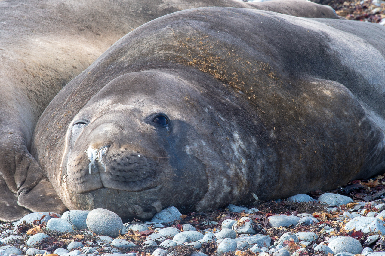 Seal at Robert Point