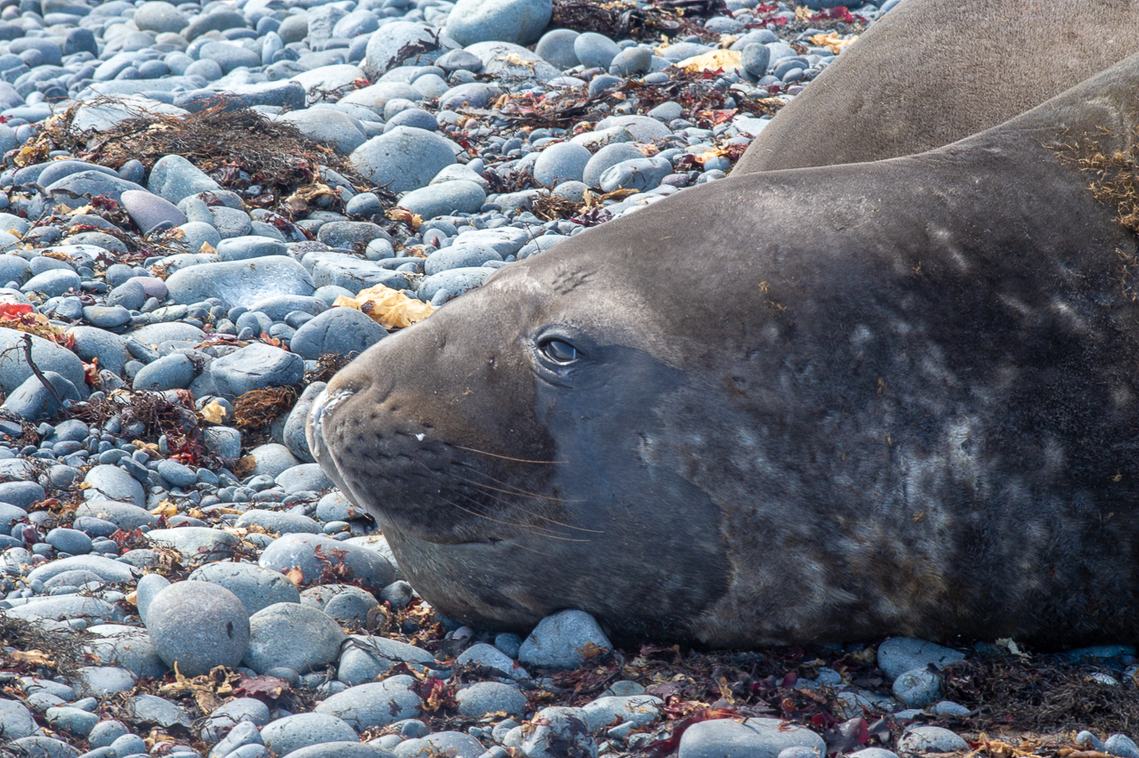 Seal on Robert Point