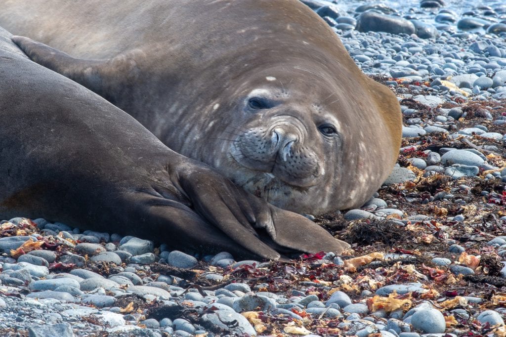 Seal looking at camera