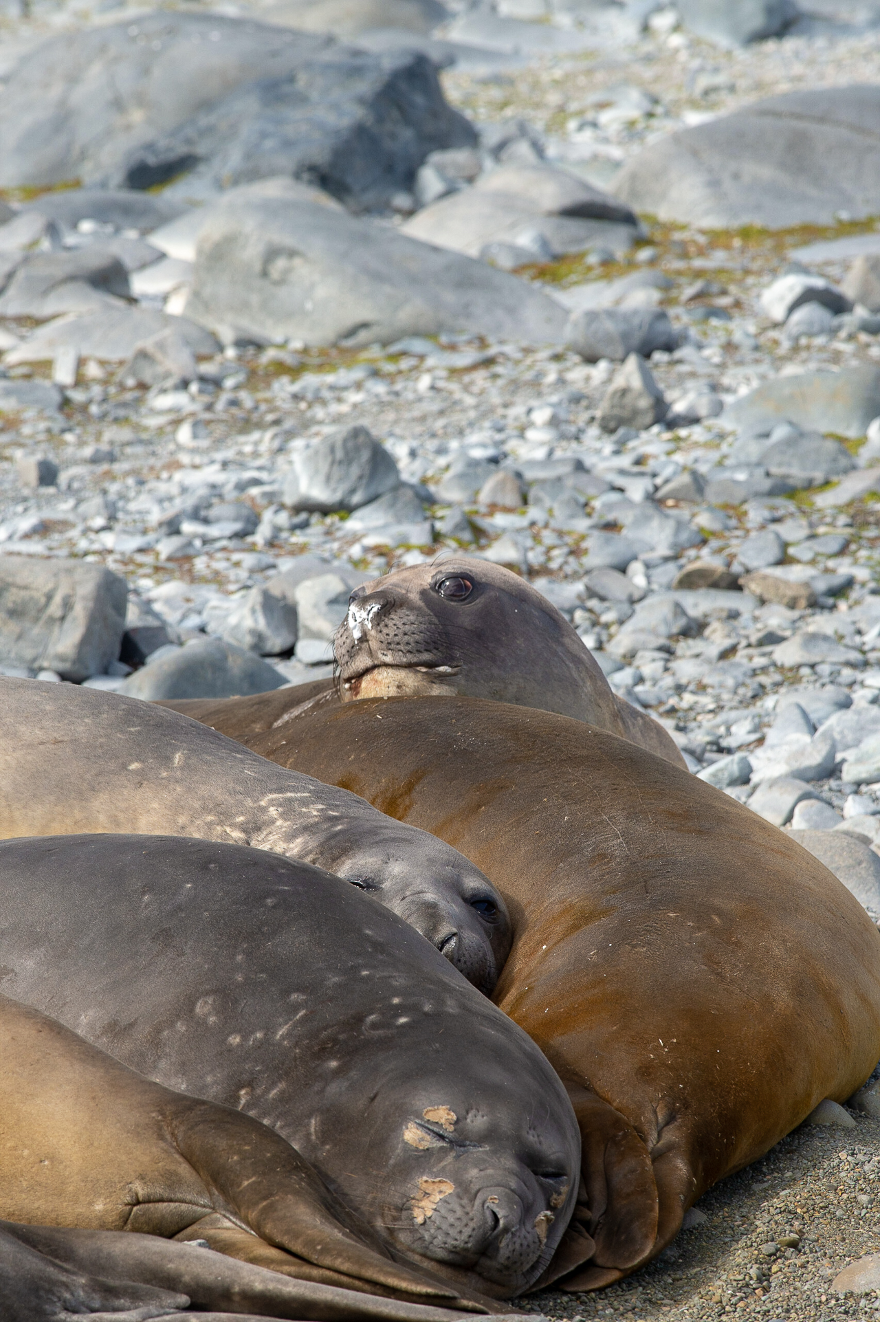 First Antarctic Landing - Robert Point