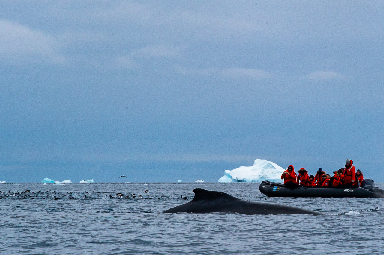 A "Raft" of penguins